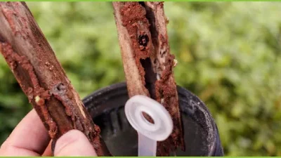 Descupinização em Macaé: Quando Contratar?