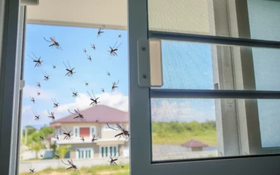 Dengue em Niterói: como eliminar os focos de reprodução?