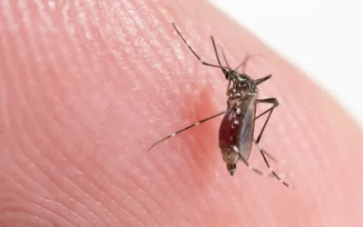 Desinsetização de Mosquitos em Niterói: a solução para um ambiente livre de ameaças