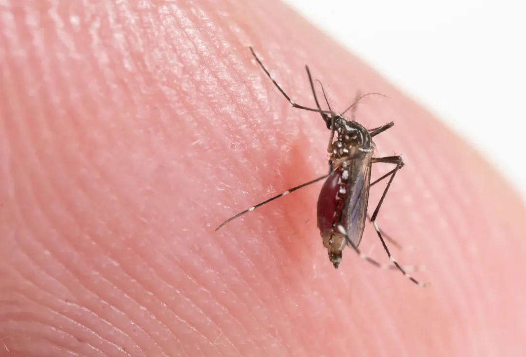 Desinsetização de Mosquitos em Niterói: a solução para um ambiente livre de ameaças