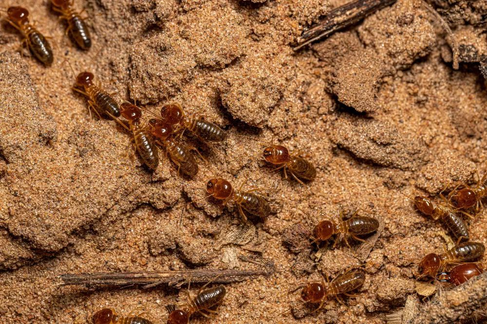 Descupinização em Maricá: Minimize Os Riscos Causados Por Estas Pragas