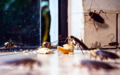 Dedetizadora em Niterói: Como Acabar com as Baratas no Seu Apartamento