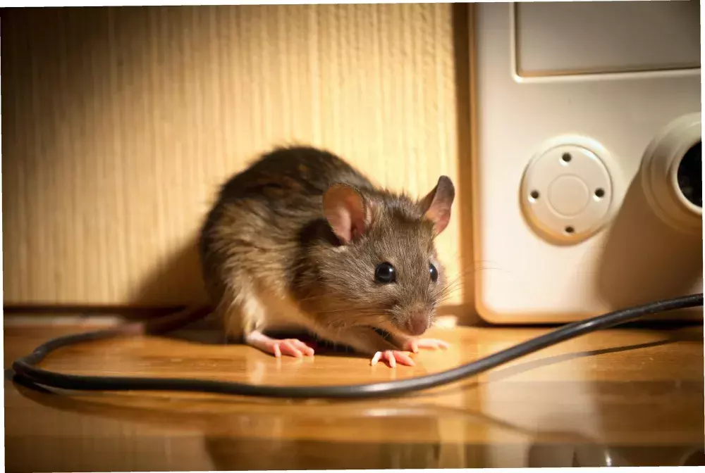 Dedetizadora em São Gonçalo: Infestação de Ratos? Veja a Solução Ideal Dedetizadora em São Gonçalo: Infestação de Ratos? Veja a Solução Ideal