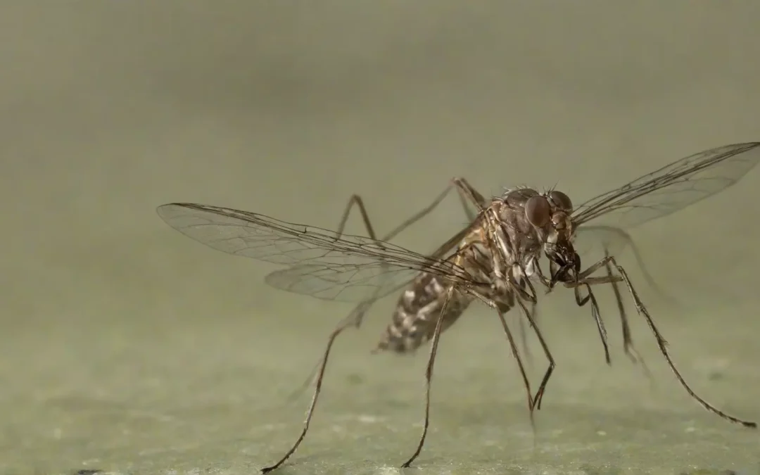 Previna-se contra a Dengue e quais cuidados devemos ter?
