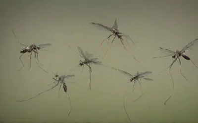Termonebulização / fumacê em São Gonçalo: como essa técnica ajuda no combate à dengue