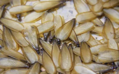 Eliminação de Cupim em Macaé: qual é a melhor forma de proceder?