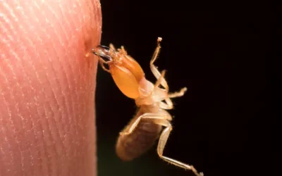 Primavera: Como o Clima Favorece o Aumento de Pragas e Como se Proteger