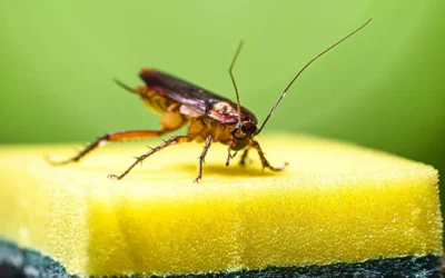 Por que fazer controle de pragas em condomínios em Niterói