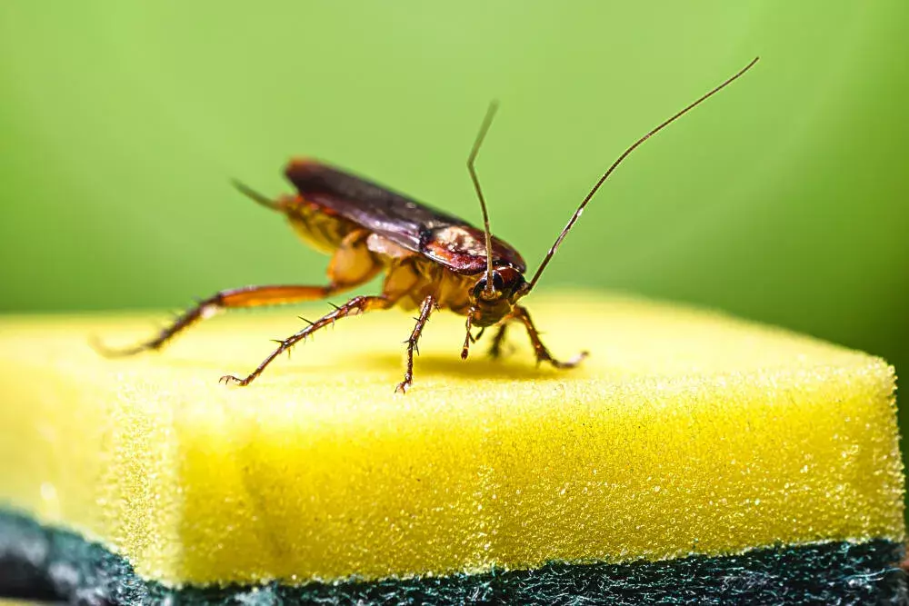 Por que fazer controle de pragas em condomínios em Niterói