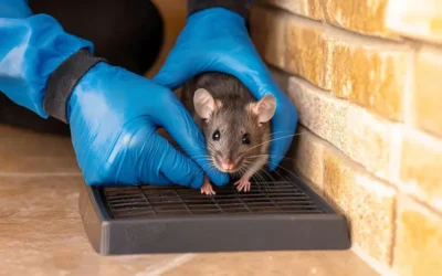 Como se comportam as pragas no verão