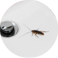 Desinsetização - Niterói // Dedetização em Niterói