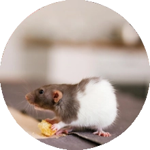 Tirar foto da infestação - Astral Controle de Pragas