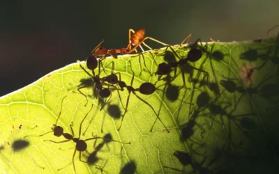 Infestação de formigas: riscos de contaminação e como eliminar corretamente