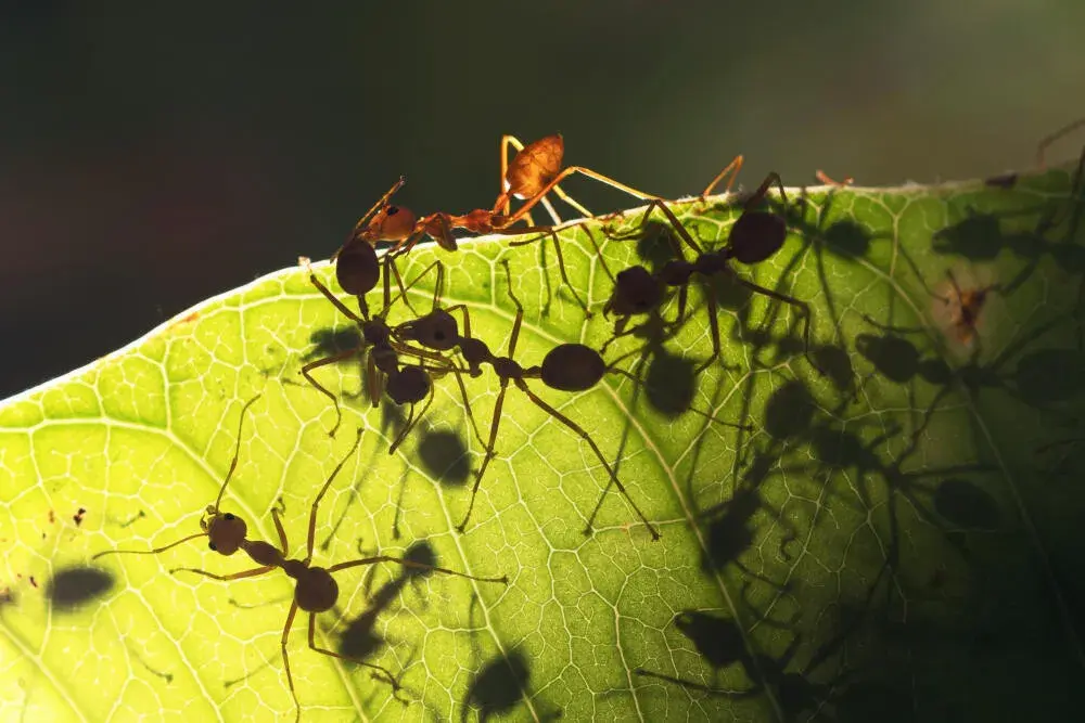 Infestação de formigas: riscos de contaminação e como eliminar corretamente