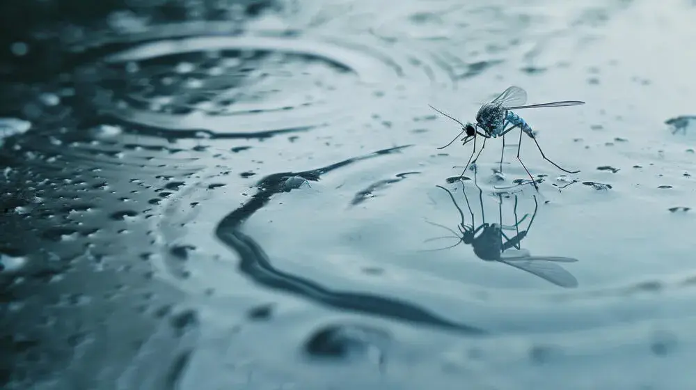 Mosquitos no inverno: por que o risco continua mesmo com temperaturas mais baixas