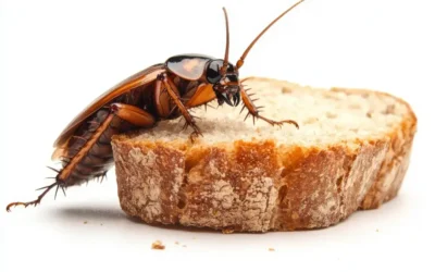 Baratas: hábitos, riscos e como prevenir infestações na primavera